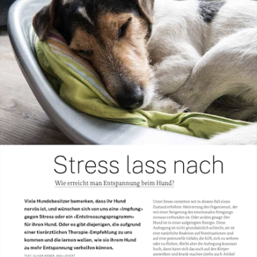 Fachartikel: Stress lass nach! Wie erreicht man Entspannung beim Hund?