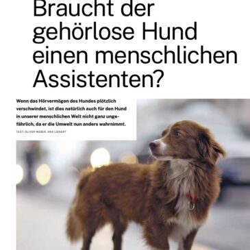 Fachartikel: Braucht der gehörlose Hund einen menschlichen Assistenten?