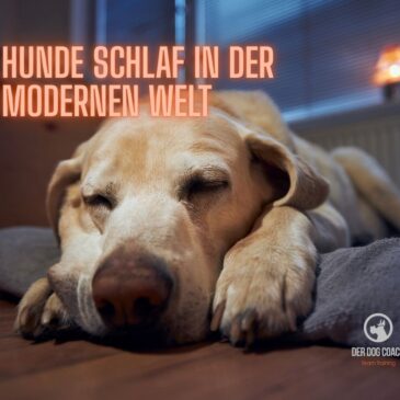 Warum Hunde in der dunklen Jahreszeit besonders viel Ruhe und Schlaf brauchen